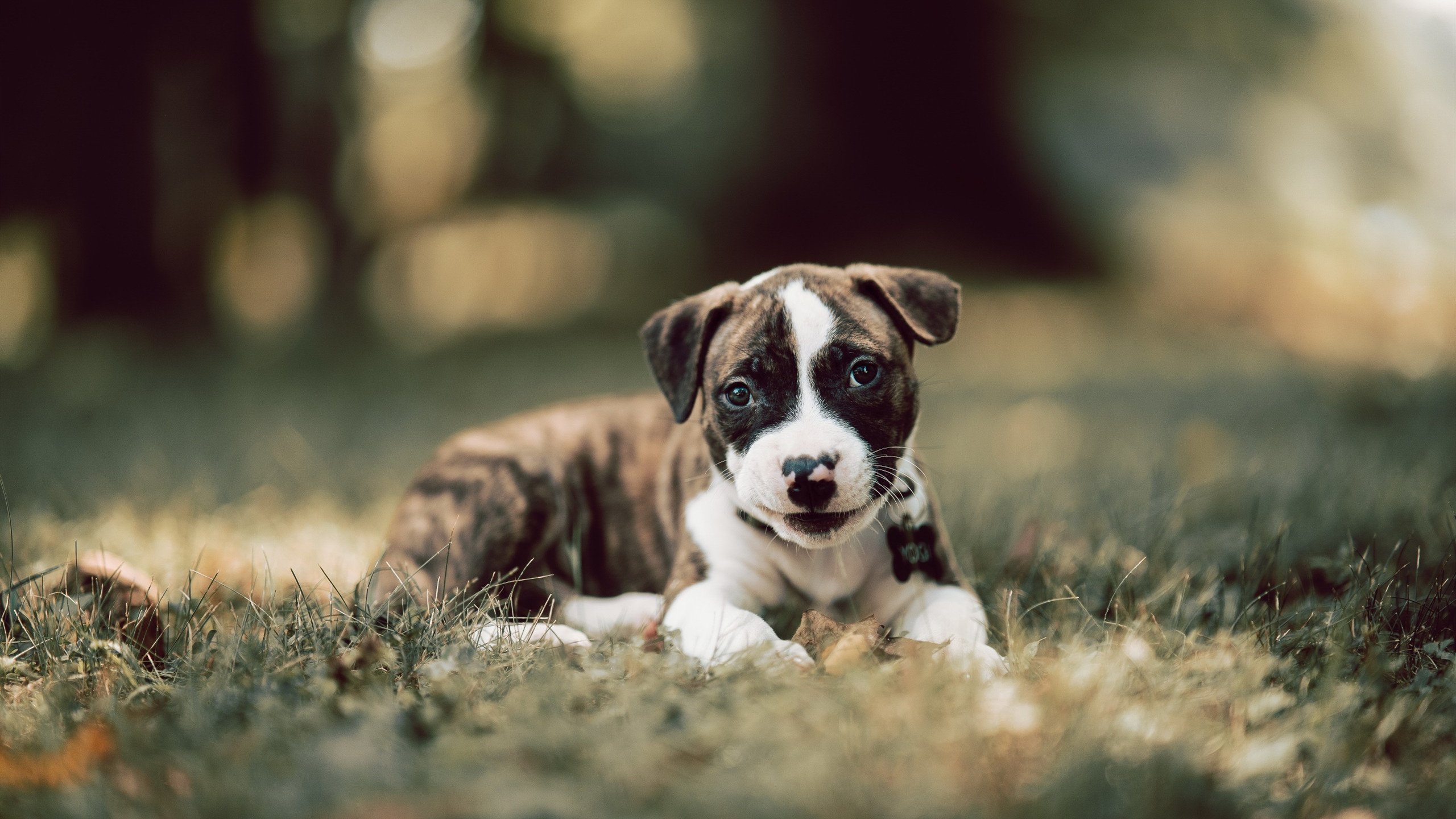 华体会hth-冰封圣西罗，加拿大门神弑旧主，门迪的北境风暴席卷欧冠之巅